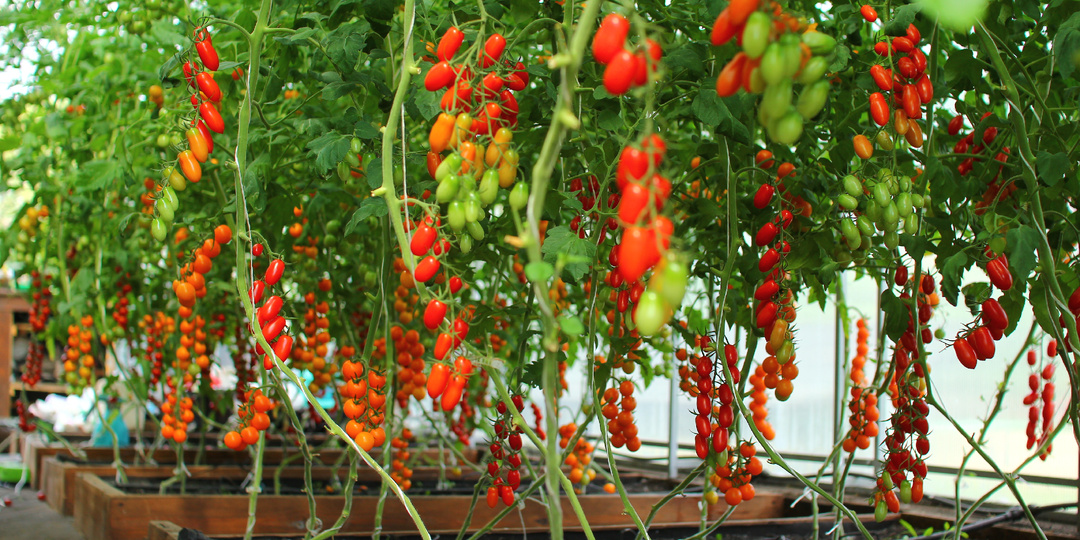 💧 Нестабильный урожай: что мешает растениям дать максимум