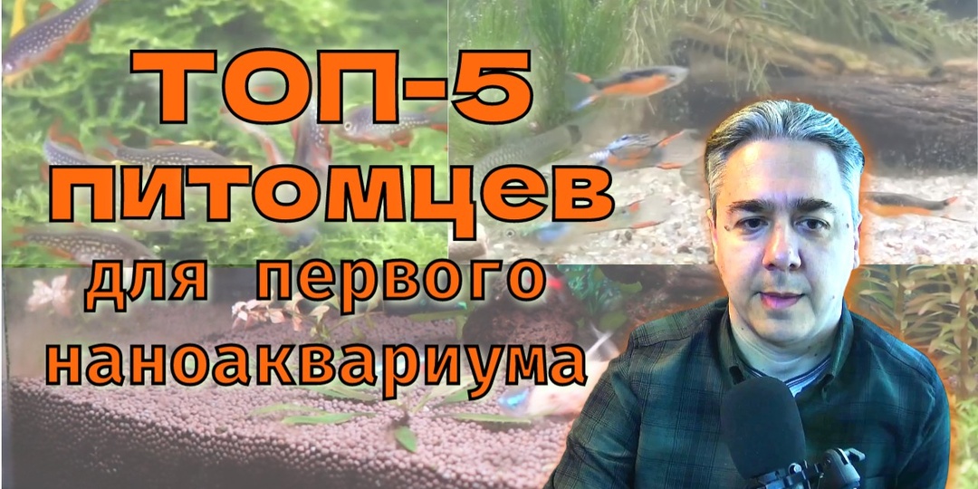 ТОП-5 питомцев для первого нано‑аквариума. Эпизод #7