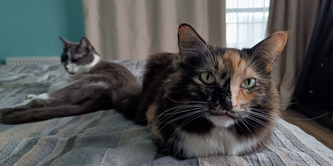 Бася тормошит Шушуньку