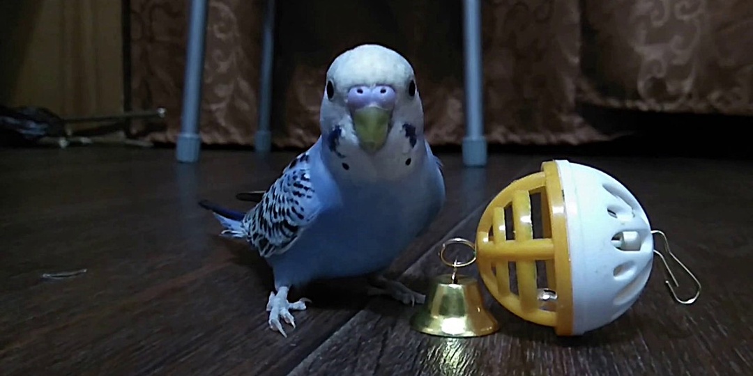 Волнистик без игр — как человек без интернета. Скучно и не весело!