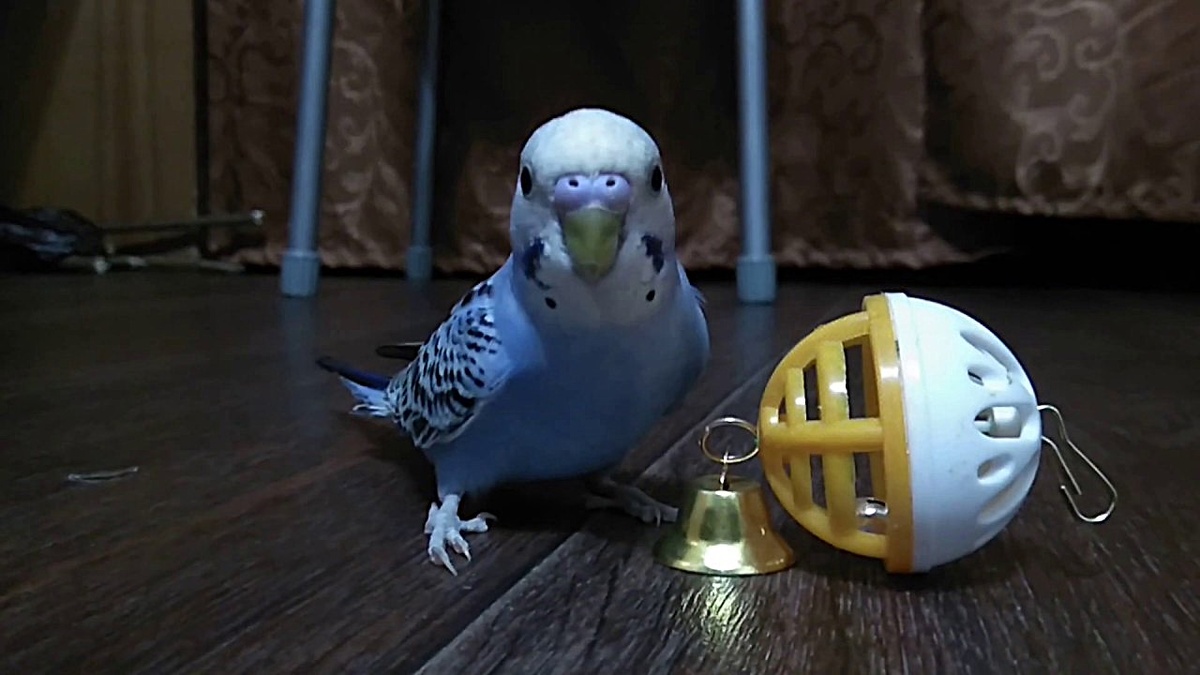 Волнистый попугай играет с шариком