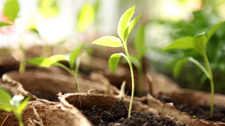 Так выглядит рассада без досветки — стебель тянется к окну, междоузлия удлиняются