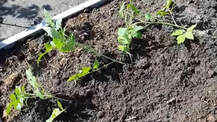 Придаточные корни на заглублённом стебле — именно ради этого и укладывают рассаду горизонтально