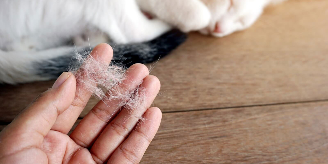 😾 Вся квартира в шерсти! Почему кошка сильно линяет и когда это повод для тревоги