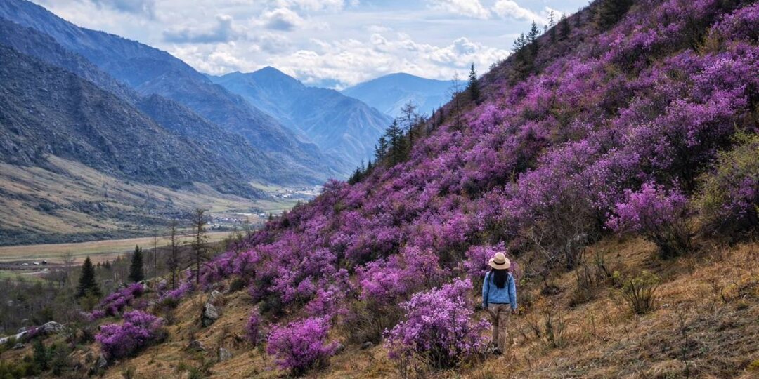 Цветение алтайской сакуры: майские среди сиреневых гор Алтая