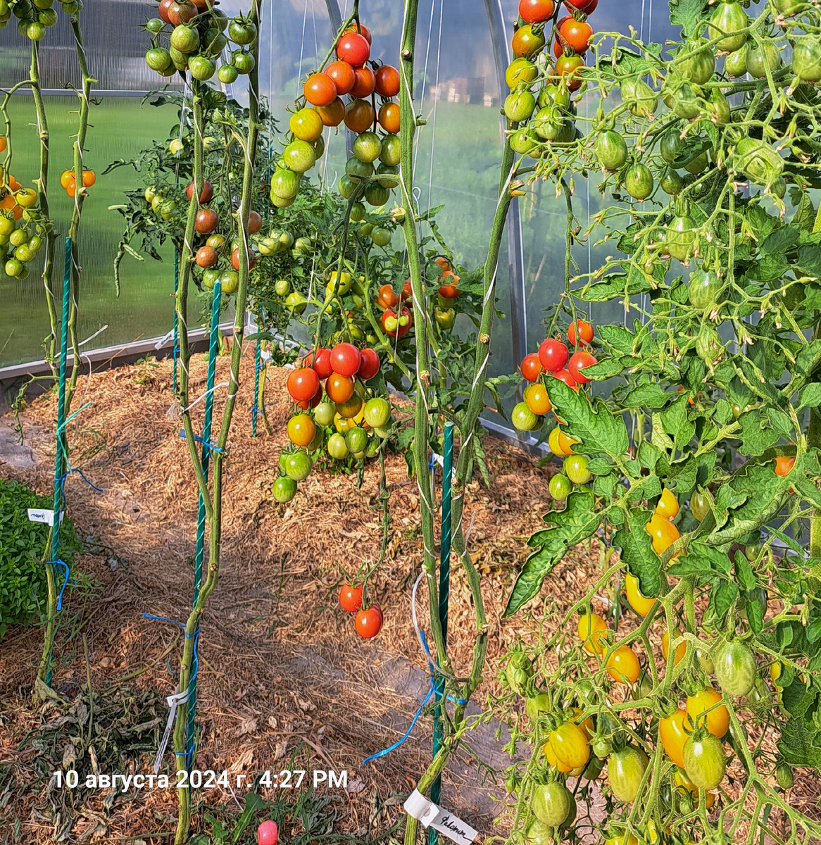 Индеты в два ствола