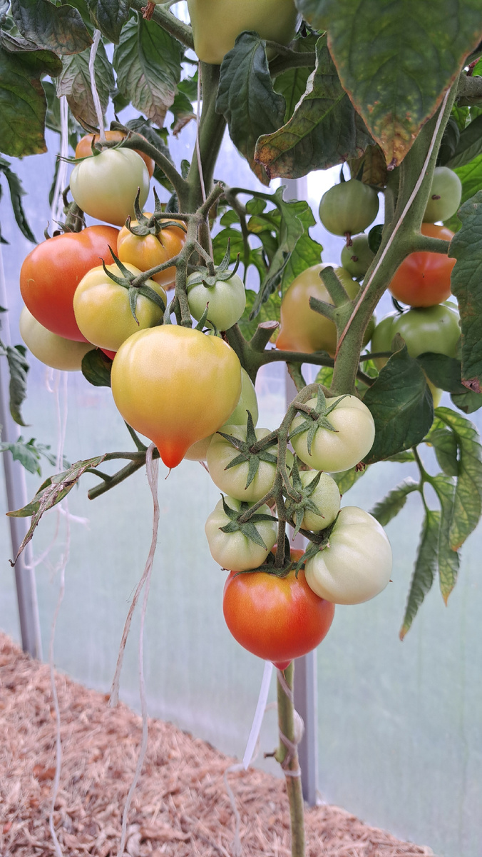 У томата убраны все нижние листья и те, которые "кормили" плоды