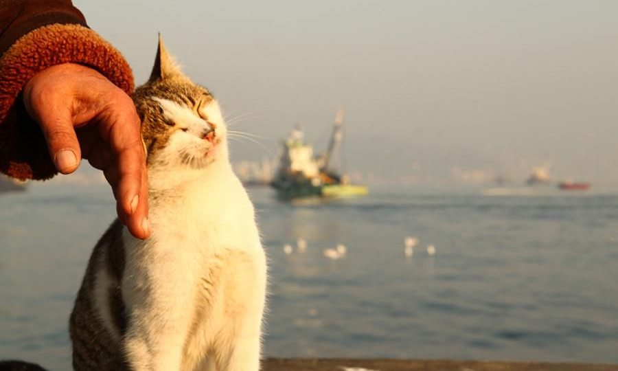 😸 Вместо «кис-кис»: как зовут кошек в разных странах и что они при этом думают