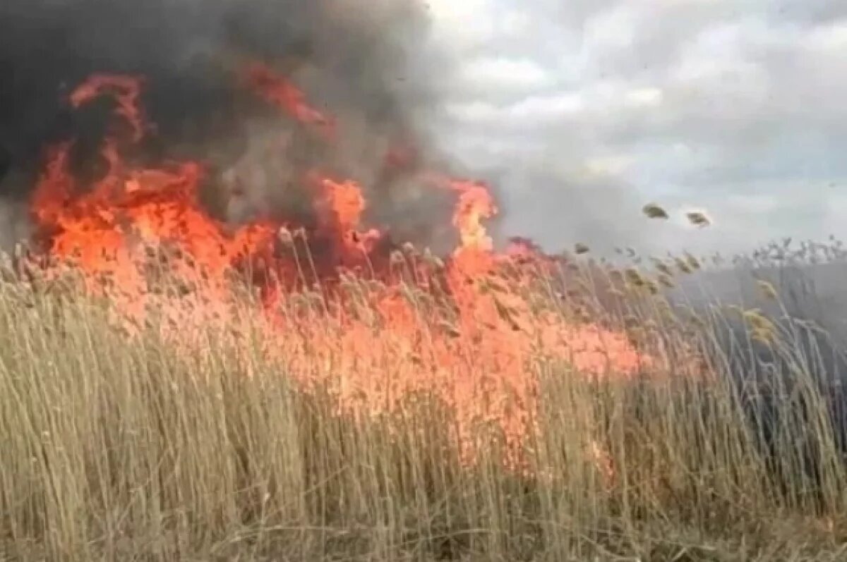    12 пожаров ликвидировали в Псковской области за сутки