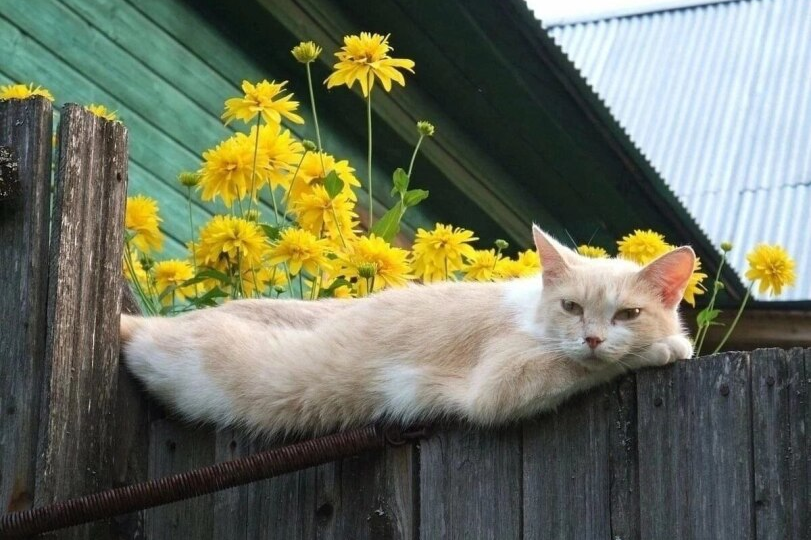 🐱 Ехать на дачу с кошкой или оставить дома?