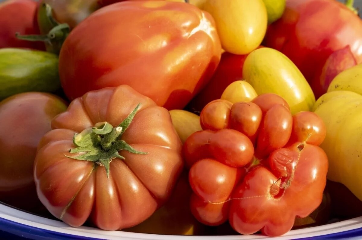    Агроном Терентьев рассказал, зачем выращивать розовые томаты