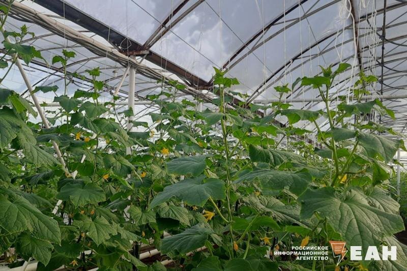 Мигрантов-нарушителей нашли в теплицах под Челябинском