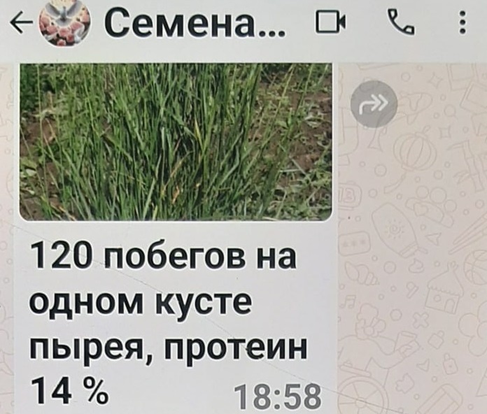    Фото ТГ-канала ГУ МВД России по РО Татьяна Пшеничная