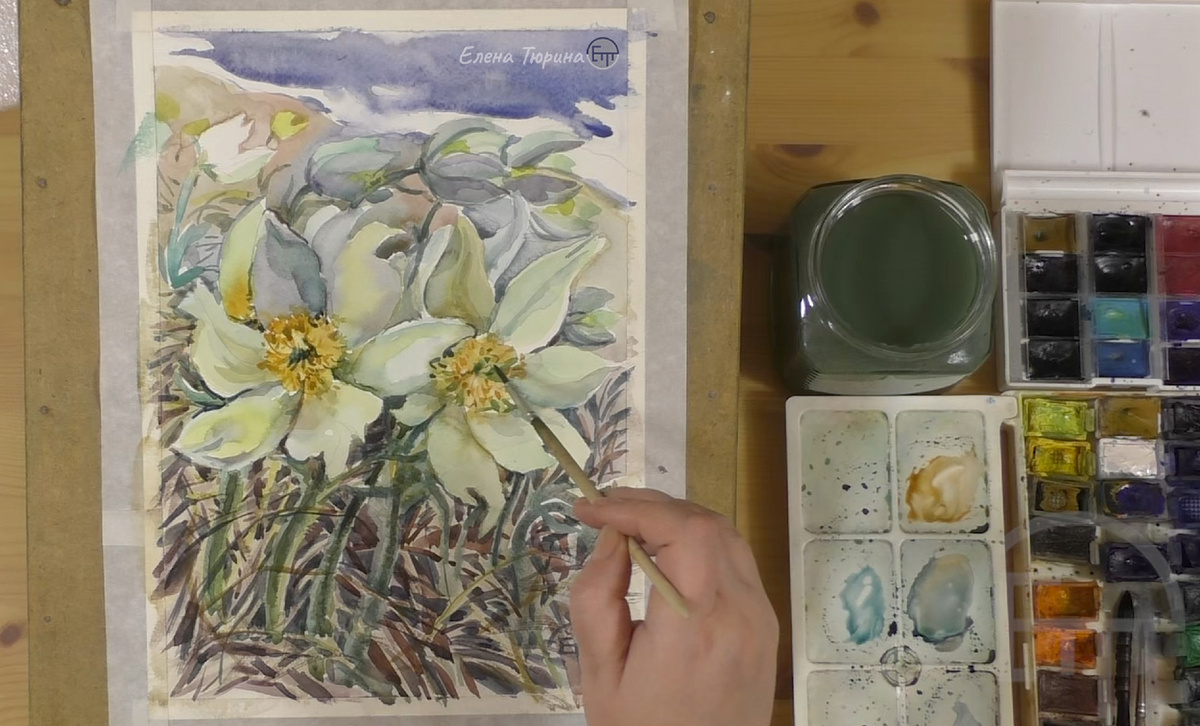 Елена Тюрина за работой. Желтеющий прострел акварелью. 2023 г.