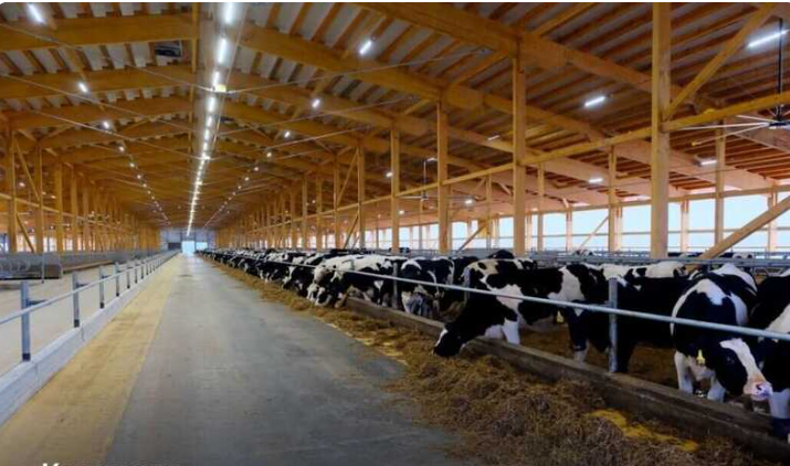 Молочная ферма в Пермском крае. Источник: sdelanounas.ru