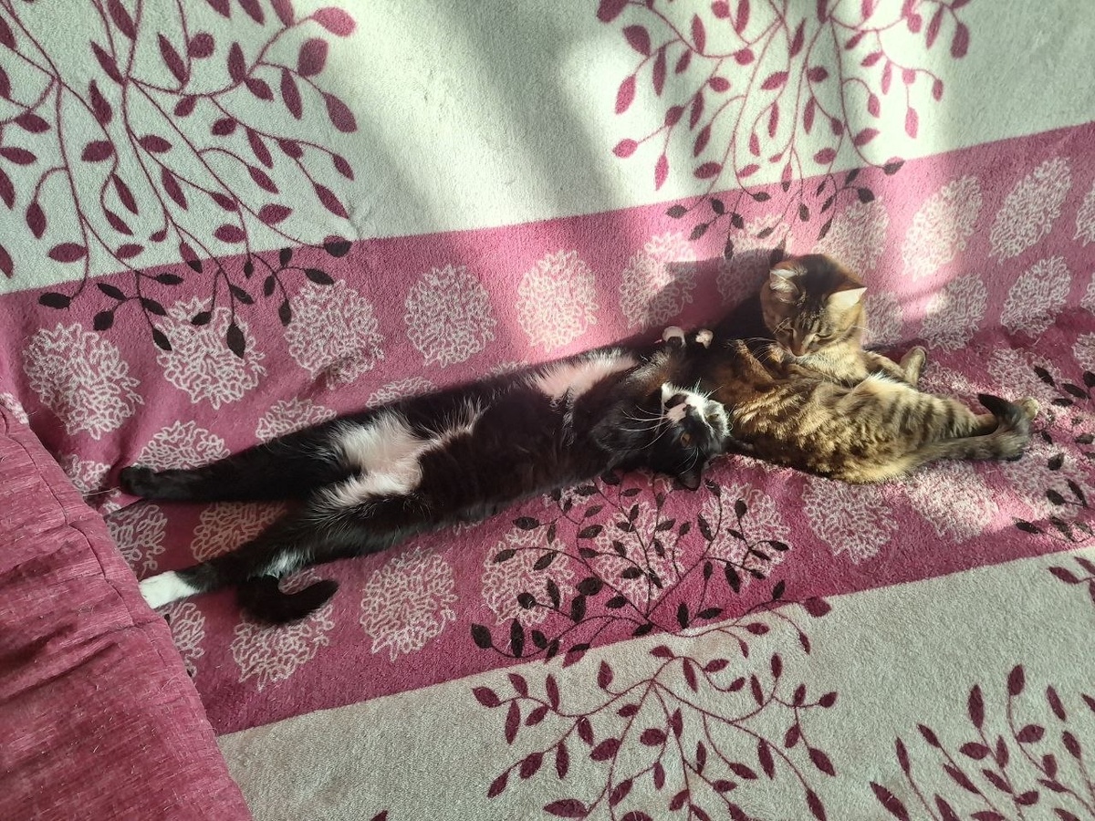 Дочь Фрося и дочь Диона)) Ещё есть сын Сына и гладкая дочь Полина