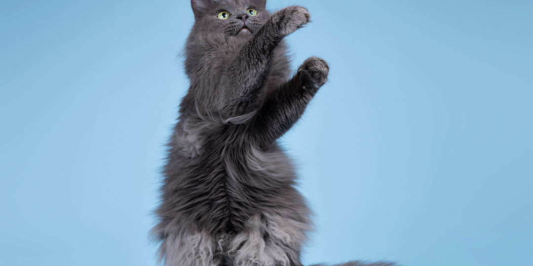 Такой кот сидит в приюте, а никто даже не звонит. Тэо ждёт, кто же заберёт его домой?