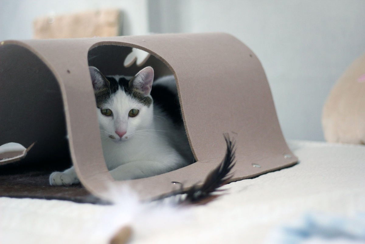    Натуральное питание отлично подходит для привередливых представителей породы