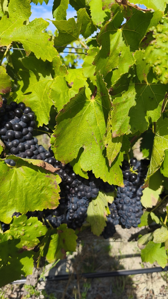Виноград поспевает