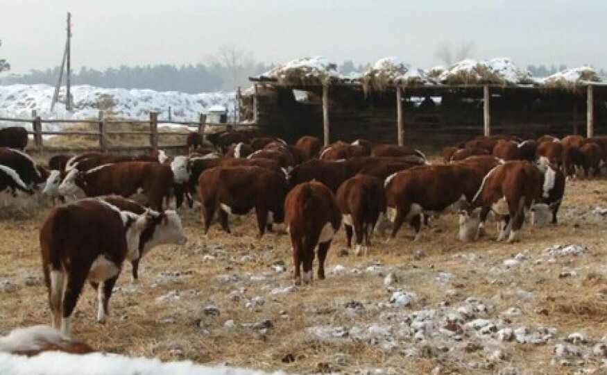 Чиновники победили фермеров. Козиха сдалась под давлением властей, в последней семье уничтожили скот. Что стояло за беспределом чиновников.