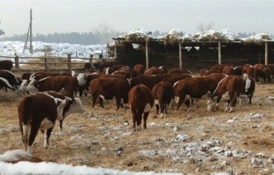 Фото из открытых источников 