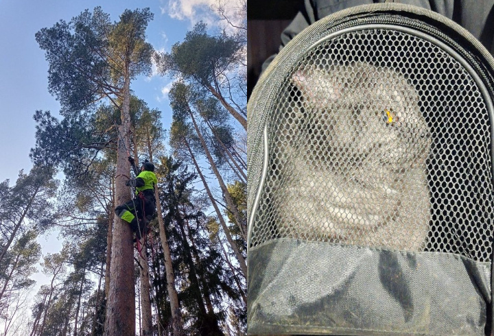 фото: КОШКИСПАС