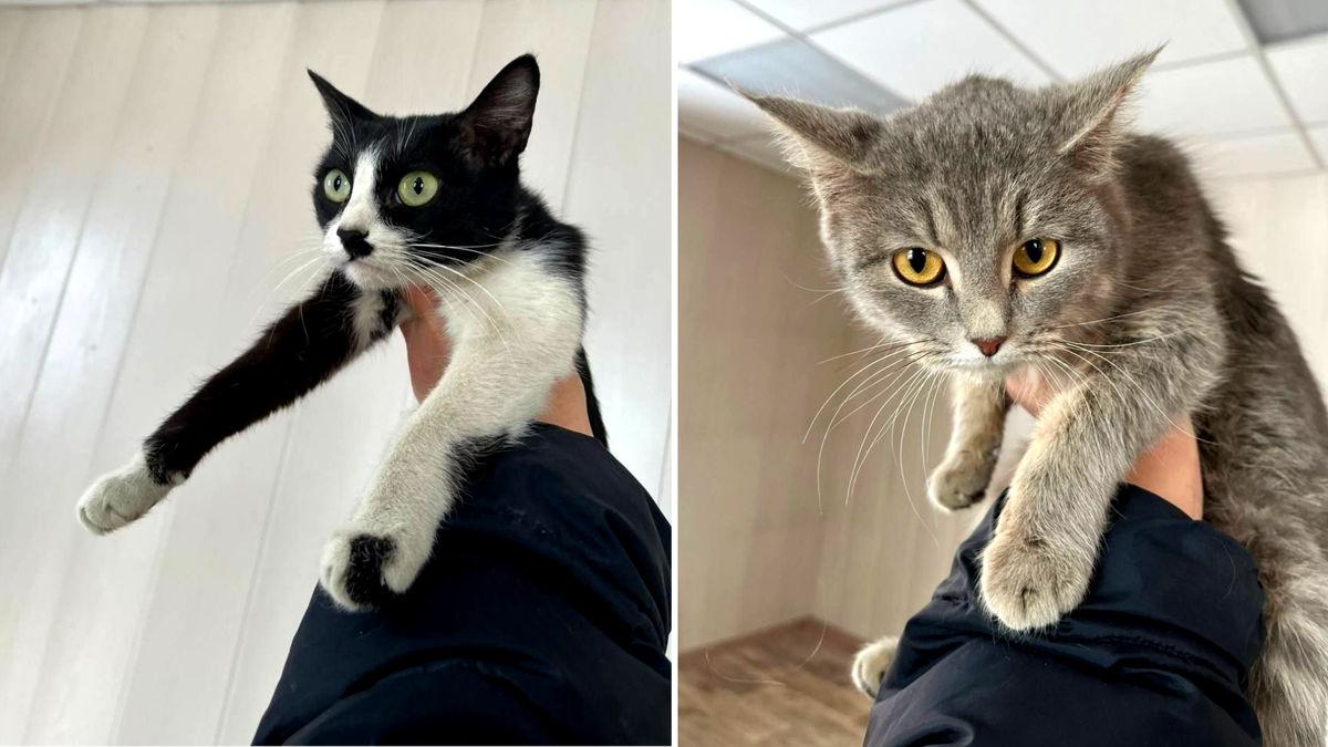 Парочка найденышей