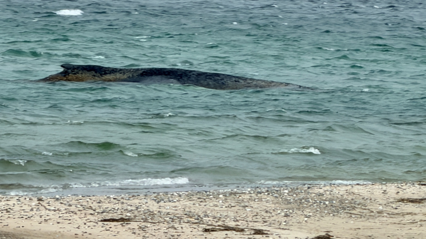    Фото: ИЗВЕСТИЯ/Виталий Чащухин; 5-tv.ru