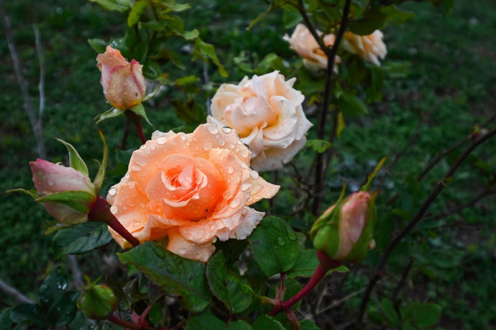 Фото: Гала Амарандо