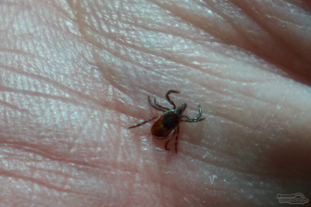    Фото: Лидия Аникина © ИА «Уральский меридиан»