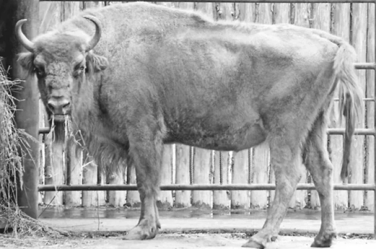    Умерла одна из старейших обитательниц нижегородского зоопарка