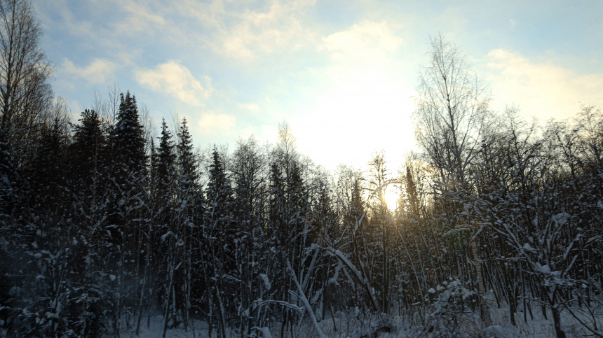    Фото: www.globallookpress.com/Elena Mayorova; 5-tv.ru