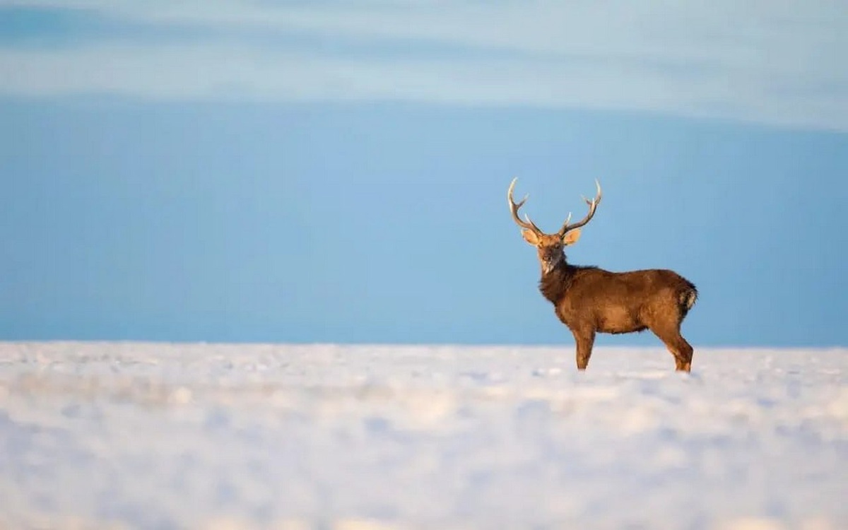    Муниципалитет признал иск по делу о спорных землях рядом с липецким парком «Олений» Фото с сайта парка «Олений»