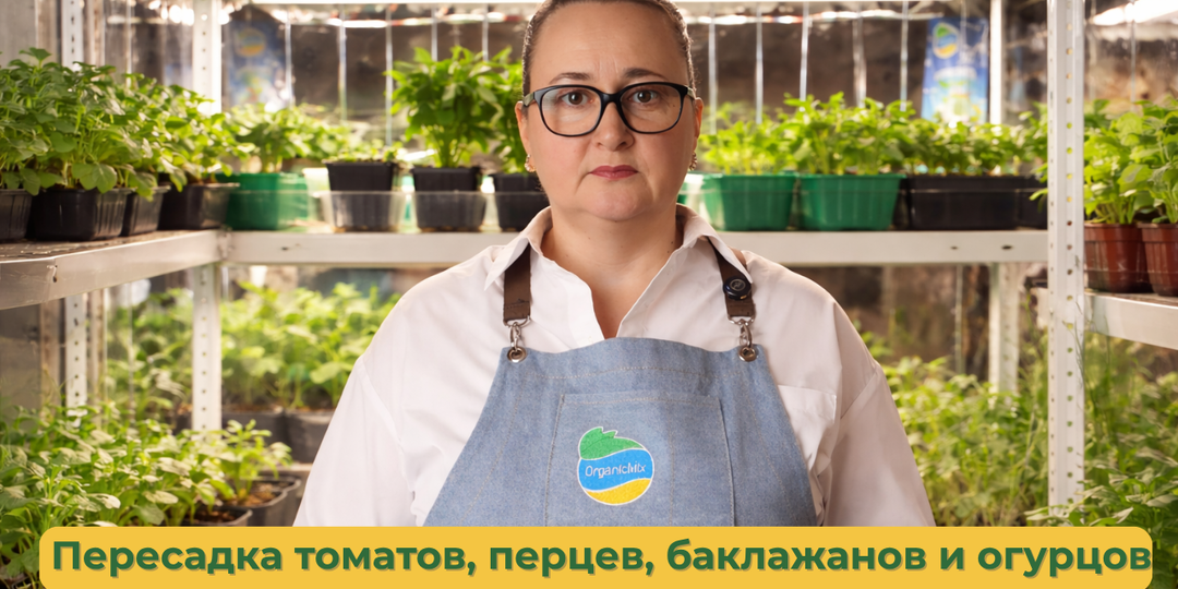 Секреты пикировки для богатого урожая: как правильно пересаживать томаты, перцы, баклажаны и огурцы