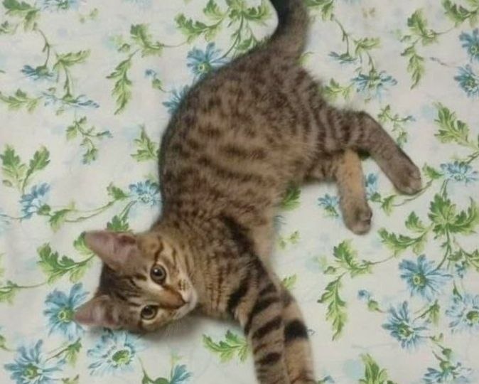 Малыш Алмазик в поисках самых любящих родителей