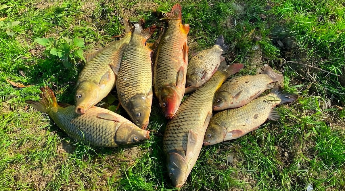 Ловить сазана на фидер удобнее, чем на донки