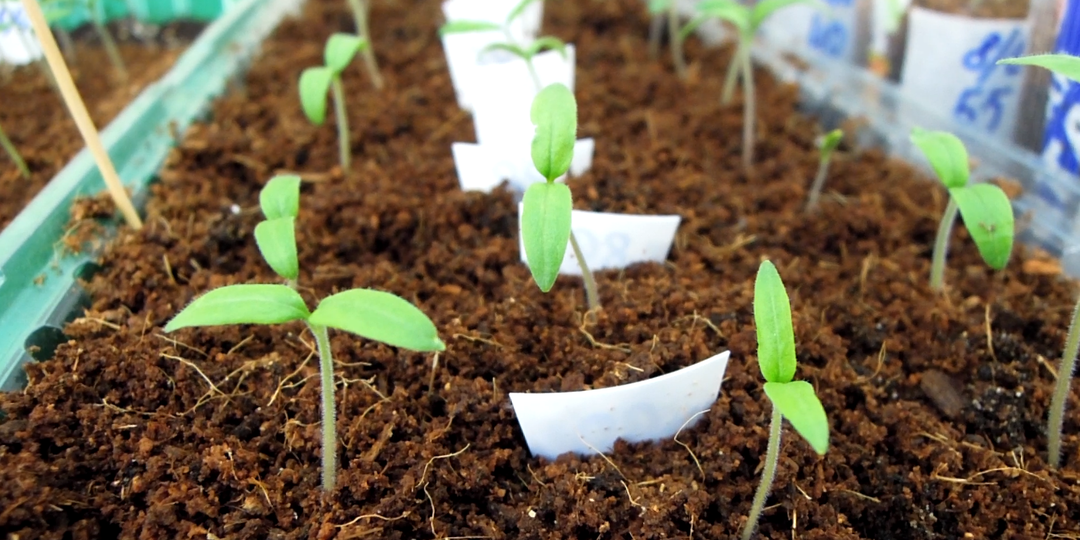 Уход за всходами ТОМАТОВ!