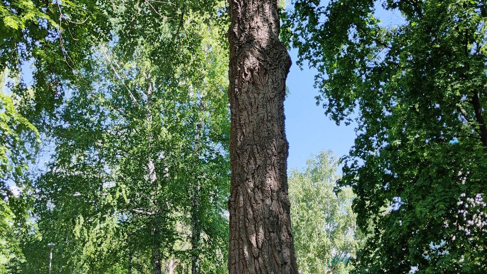 Непосильный труд свекрови. Глава 2.