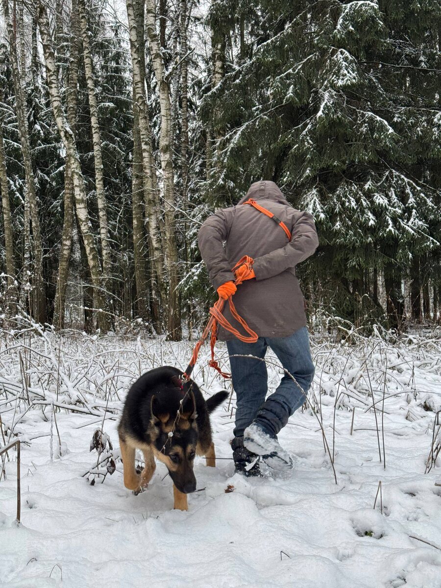 - Аня, Афина, вы кого ищите? Грибы что ли:)- Нет, кинолога, но так же сложно это
