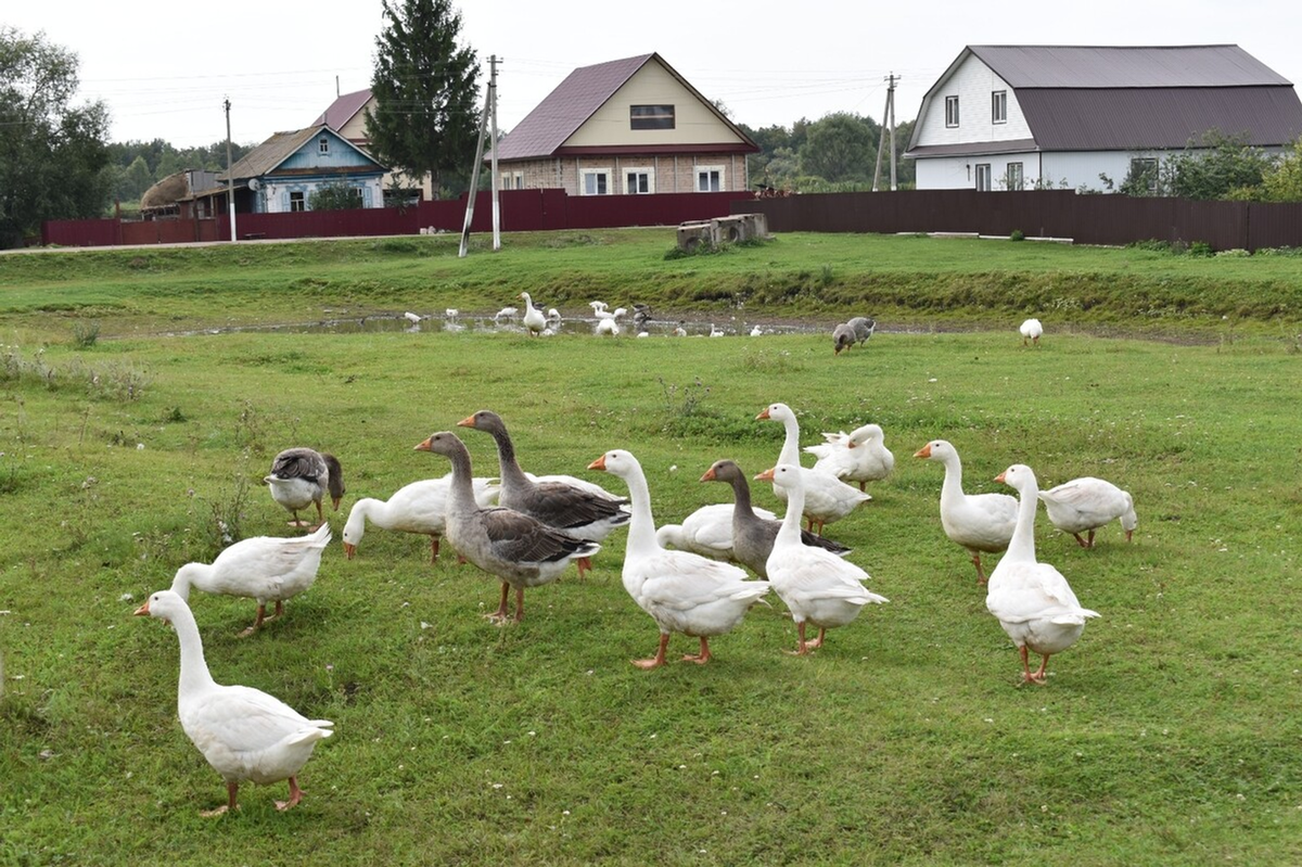 Фото: Айгуль Хуснурьялова (Асылыкуль) / Фотобанк СМИ РБ