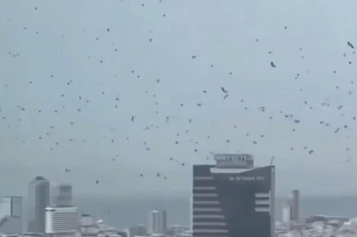   В Сети тысячи ворон над Тель-Авивом назвали предвестниками гибели города