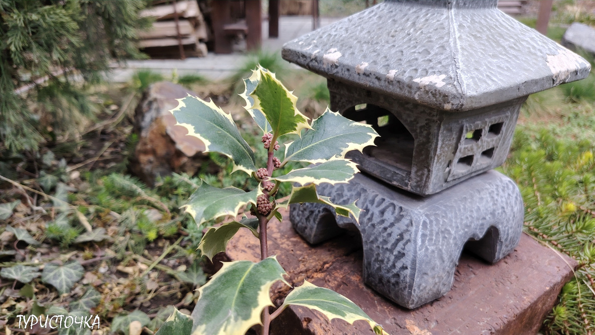 Цветёт падуб вариегатный в моём саду