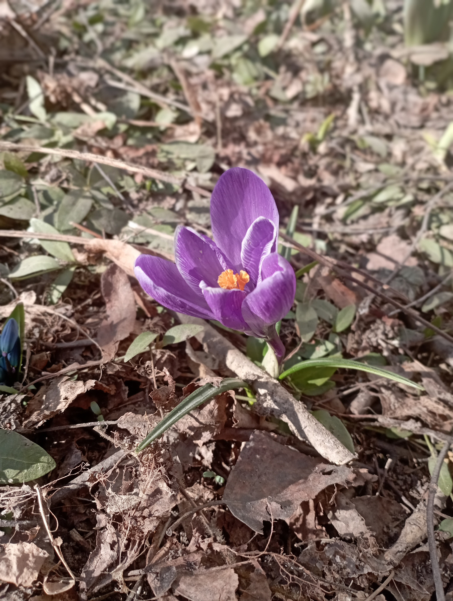 Газоны ещё не чищены, но цветы тянутся к солнышку. 