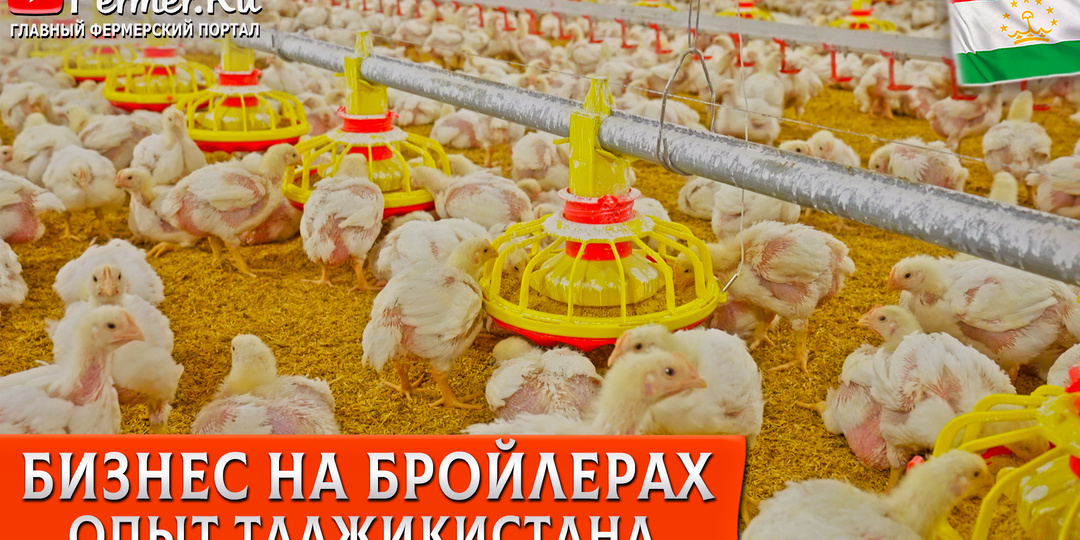 🐓Бизнес на бройлерах без кредитов. Как молодой фермер открыл бройлерную ферму в Таджикистане