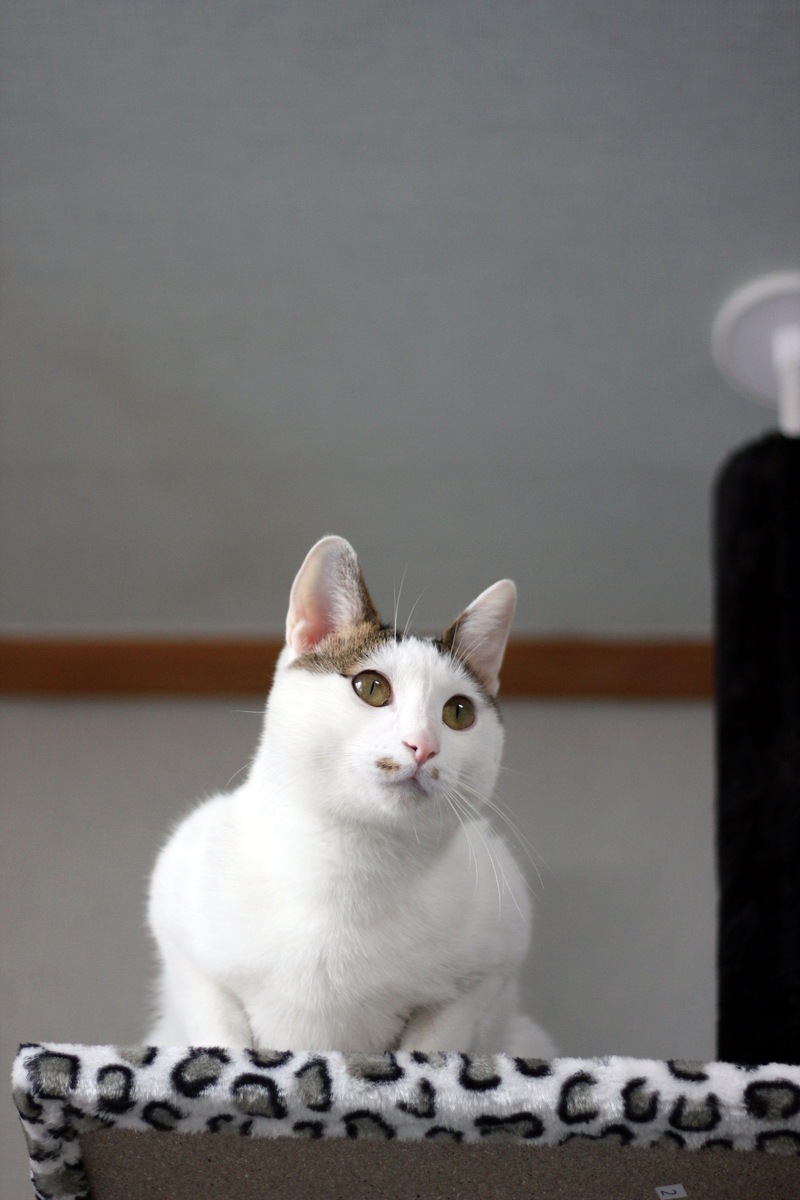    Чтобы продлить жизнь питомцу, следите за его питанием, безопасностью и здоровьем