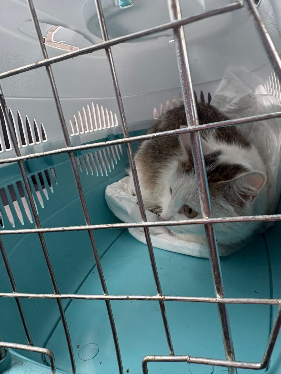 Испугалась,не привыкла ездить в машине