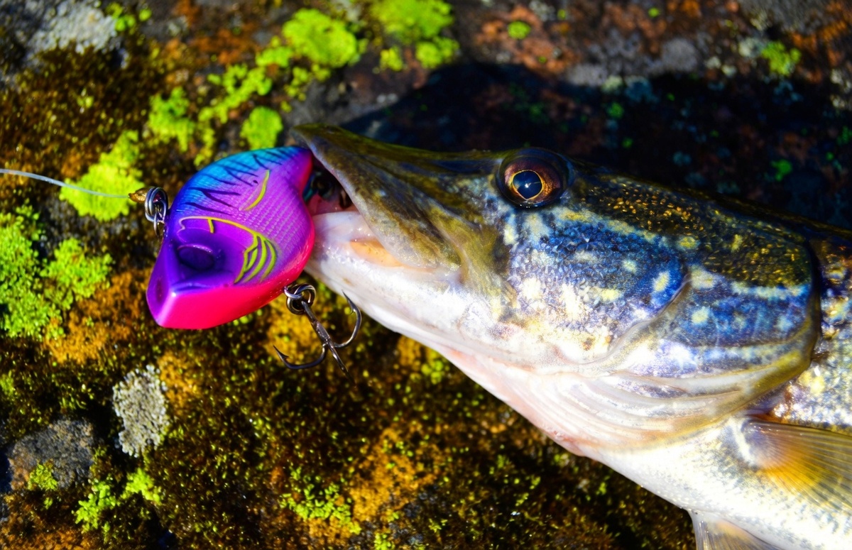 Щука - большой любитель раттлинов