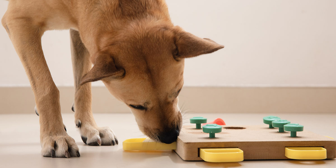 “Умные” устройства для питомцев