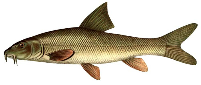 Крымский усач.