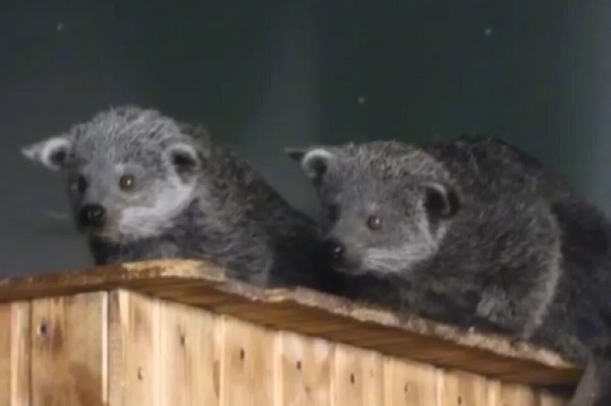    В Новосибирском зоопарке показали подросших бинтуронгов